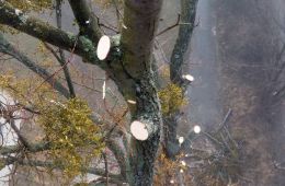 Kaceni-stromu-plosina
